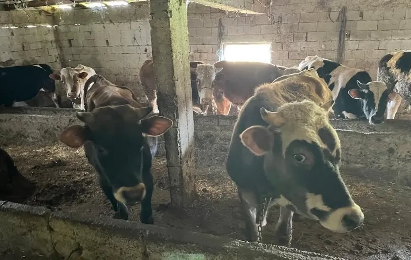Kışlacık Köyüne Kaçak Getirilen hayvanlar kesildi